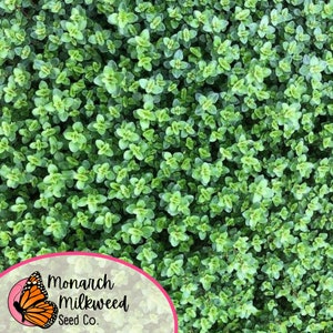 Op de afbeelding: Een close-up afbeelding van een dichte vlek groene tijm. De tijm groeit in een tuin of veld. De afbeelding is gemaakt vanuit een licht verhoogde hoek, waardoor de textuur van de tijm bladeren zichtbaar is.