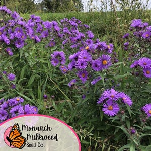 May include: A field of purple wildflowers with green foliage. The flowers are in bloom and have yellow centers. The image includes a logo for Monarch Milkweed Seed Co. with a monarch butterfly.