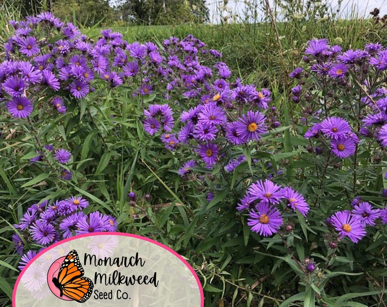 May include: A field of purple wildflowers with green foliage. The flowers are in bloom and have yellow centers. The image includes a logo for Monarch Milkweed Seed Co. with a monarch butterfly.