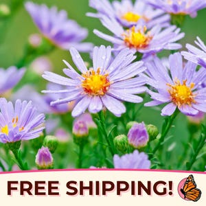 1600+ Smooth Blue Aster Seeds | Native Perennial Wildflower Seed Packet for Flower Gardening, Butterflies & Bees, Symphyotrichum laeve