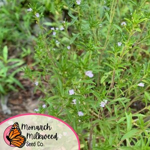 May include: A close-up of a green plant with small white flowers. The plant is in bloom and has a lush, green appearance. The text "Monarch Milkweed Seed Co." is visible in the lower right corner of the image.
