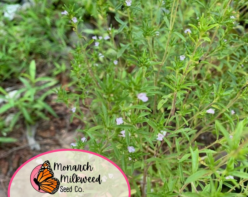 May include: A close-up of a green plant with small white flowers. The plant is in bloom and has a lush, green appearance. The text "Monarch Milkweed Seed Co." is visible in the lower right corner of the image.