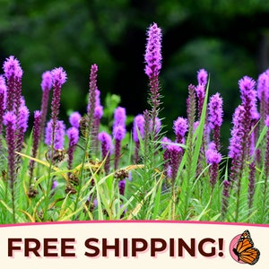 550+ Prairie Blazing Star Seeds | Perennial Native Wildflower, Butterfly Pollinator Flower Gardening, Liatris spicata, Gayfeather