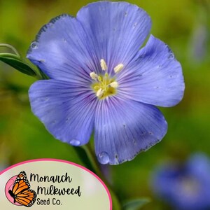 May include: A close-up of a light blue flax flower with a yellow center. The flower is in focus, while the background is blurred. The image is taken from a low angle, showing the flower from the side. The flower is surrounded by green leaves.