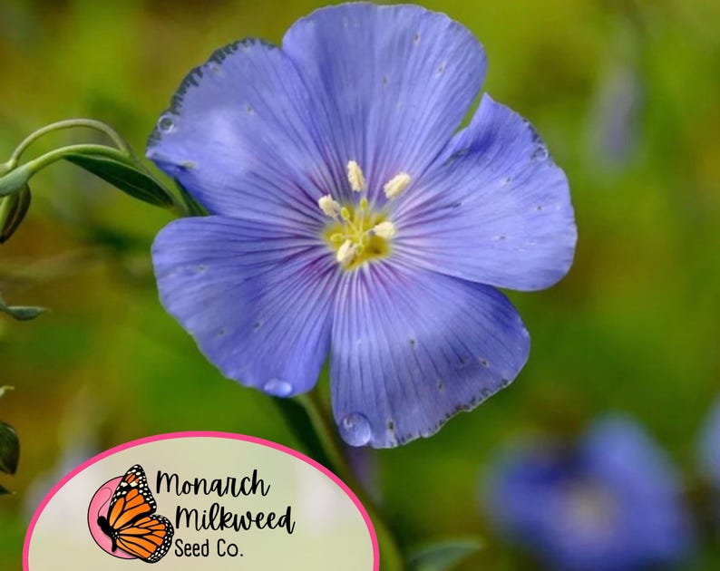 May include: A close-up of a light blue flax flower with a yellow center. The flower is in focus, while the background is blurred. The image is taken from a low angle, showing the flower from the side. The flower is surrounded by green leaves.
