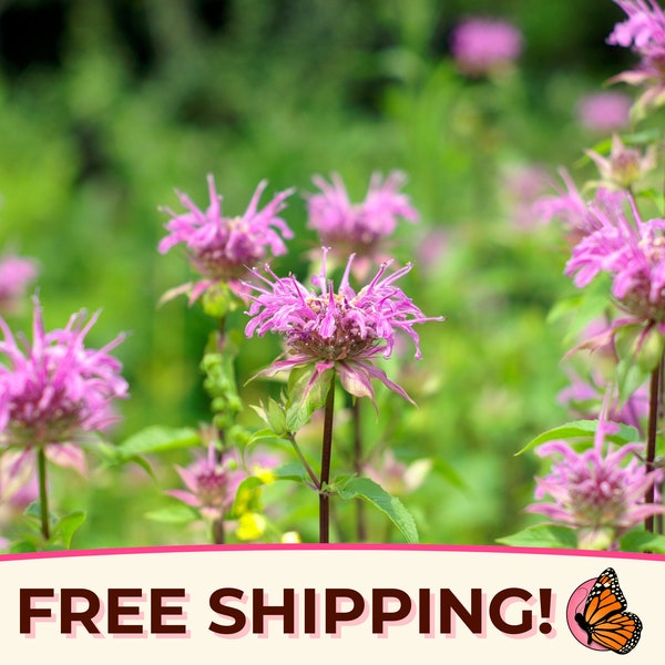 2800+ Wild Bergamot 'Bee Balm' Seeds | Non-GMO, Native Wildflower Gardening Seed Packet for Pollinator Bees & Butterflies, Monarda fistulosa