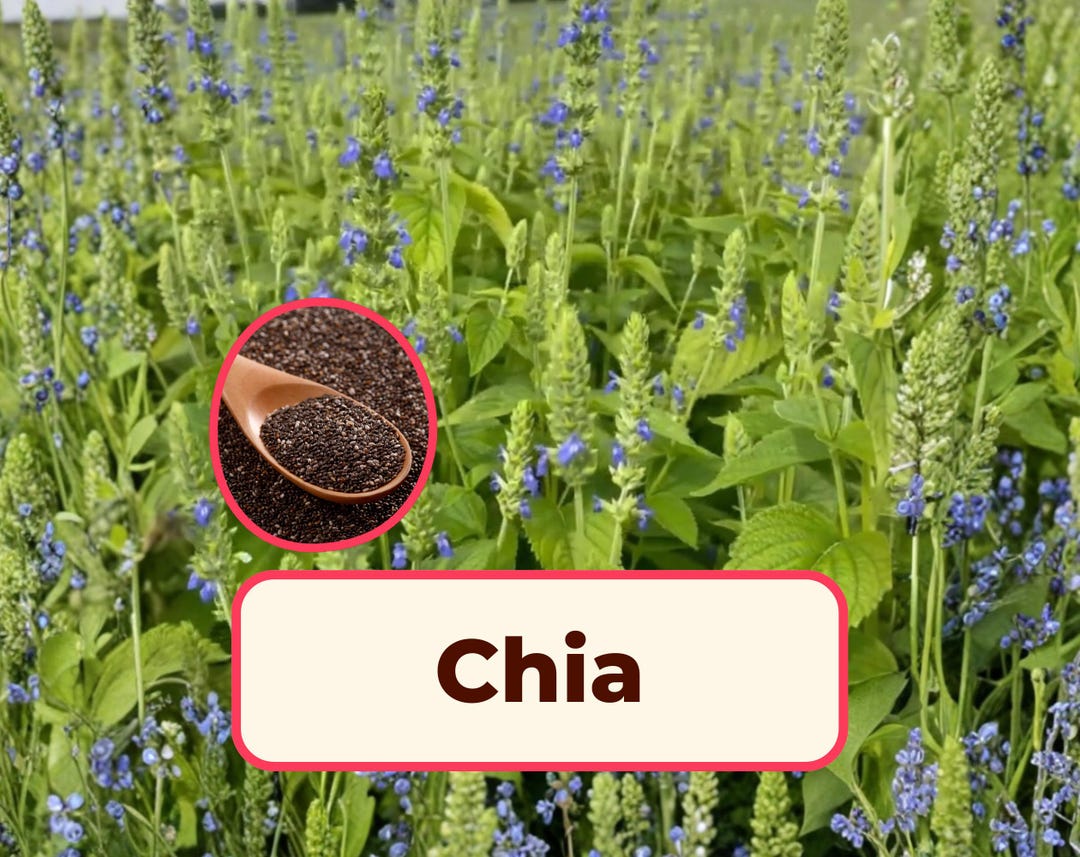 6400+ Chia Seeds | Non-gmo Gardening Herb, Chia Pet Seed, Sprouting Chia  Seed, Pollinator Flowers for Butterflies and Bees, Salvia Hispanica - Etsy