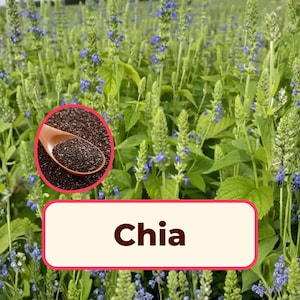 6400+ Chia Seeds | Non-GMO Gardening Herb, Chia Pet Seed, Sprouting Chia Seed, Pollinator Flowers for Butterflies and Bees, Salvia hispanica