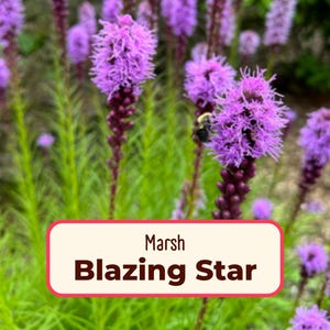 500+ Marsh Blazing Star Seeds | Native Wildflowers for Pollinator Butterflies & Bees, Flower Gardening, Liatris spicata, Gayfeather