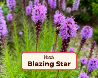 500+ Marsh Blazing Star Seeds | Native Wildflowers for Pollinator Butterflies & Bees, Flower Gardening, Liatris spicata, Gayfeather