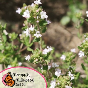 Op de afbeelding: Close-up van witte bloemen die bloeien op een groene tijm plant. De plant is scherp, terwijl de achtergrond wazig is. Een roze en wit logo voor Monarch Milkweed Seed Co. is zichtbaar in de linkerbenedenhoek van de afbeelding.