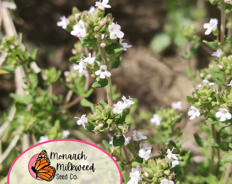 Op de afbeelding: Close-up van witte bloemen die bloeien op een groene tijm plant. De plant is scherp, terwijl de achtergrond wazig is. Een roze en wit logo voor Monarch Milkweed Seed Co. is zichtbaar in de linkerbenedenhoek van de afbeelding.