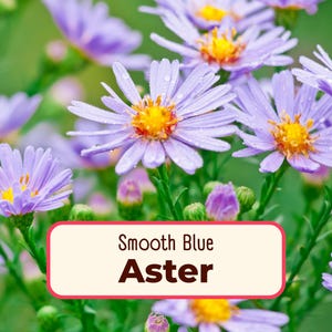 1600+ Smooth Blue Aster Seeds | Native Perennial Wildflower Seed Packet for Flower Gardening, Butterflies & Bees, Symphyotrichum laeve