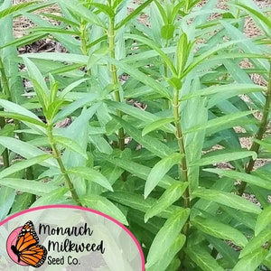 May include: A close-up of a patch of green milkweed plants, a common host plant for monarch butterflies. The plants are tall and slender with long, narrow leaves. The text "Monarch Milkweed Seed Co." is visible in the lower right corner of the image.