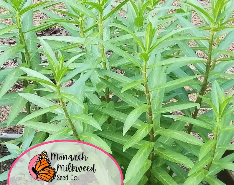 May include: A close-up of a patch of green milkweed plants, a common host plant for monarch butterflies. The plants are tall and slender with long, narrow leaves. The text "Monarch Milkweed Seed Co." is visible in the lower right corner of the image.