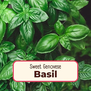 1800+ Basil Seeds 'Sweet Genovese' | Non-GMO, Heirloom, Herb Gardening Plant Seed Packet for Growing Container Gardens, Ocimum basilicum