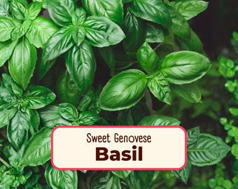 1800+ Basil Seeds 'Sweet Genovese' | Non-GMO, Heirloom, Herb Gardening Plant Seed Packet for Growing Container Gardens, Ocimum basilicum