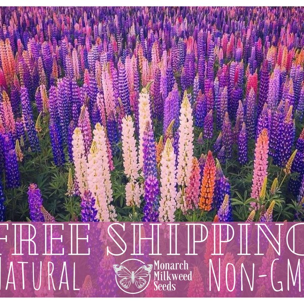 140+ Russell Lupine Seeds | Perennial Native Wildflower Gardening Plant Seed Packet for Pollinators, Butterflies and Bees, Lupinus