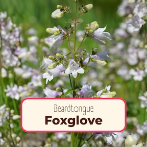 5000+ Foxglove 'Beardtongue' Seeds | Native Perennial Wildflower Seed for Flower Gardens, Butterflies & Bees, Penstemon digitalis
