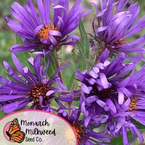 May include: Close-up of a cluster of purple wildflowers with yellow centers. The flowers are in bloom and have a delicate, feathery appearance. The image includes the text "Monarch Milkweed Seed Co."