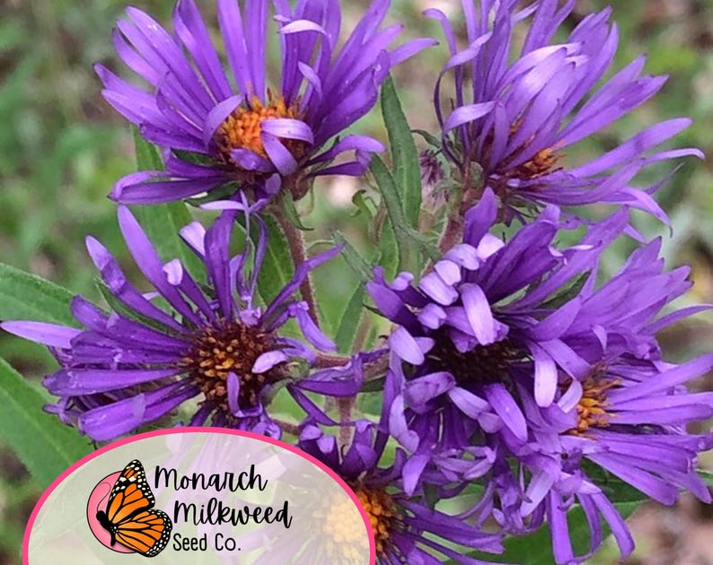 May include: Close-up of a cluster of purple wildflowers with yellow centers. The flowers are in bloom and have a delicate, feathery appearance. The image includes the text "Monarch Milkweed Seed Co."