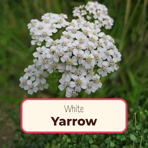 15800+ White Yarrow Seeds | Native Perennial Wildflower Pollinator Plant Seed for Bees, Butterflies & Flower Gardening, Achillea millefolium