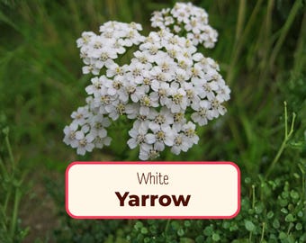 15800+ White Yarrow Seeds | Native Perennial Wildflower Pollinator Plant Seed for Bees, Butterflies & Flower Gardening, Achillea millefolium