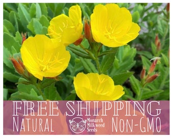 3500+ Yellow Evening Primrose Seeds | Native Flower Gardening Seed Packet for Pollinators, Butterflies and Bees, Oenothera biennis