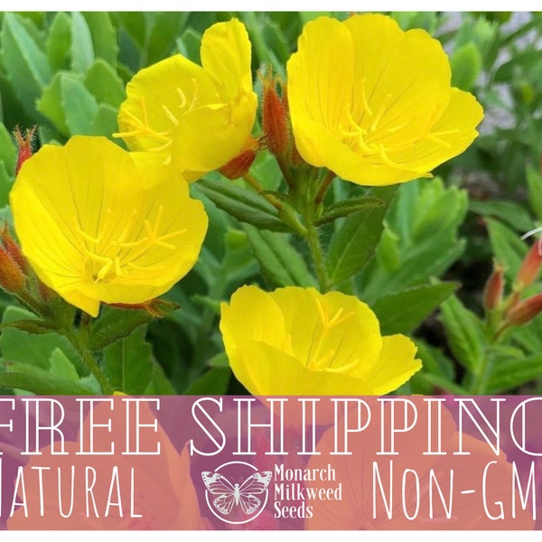 3500+ Yellow Evening Primrose Seeds | Native Flower Gardening Seed Packet for Pollinators, Butterflies and Bees, Oenothera biennis