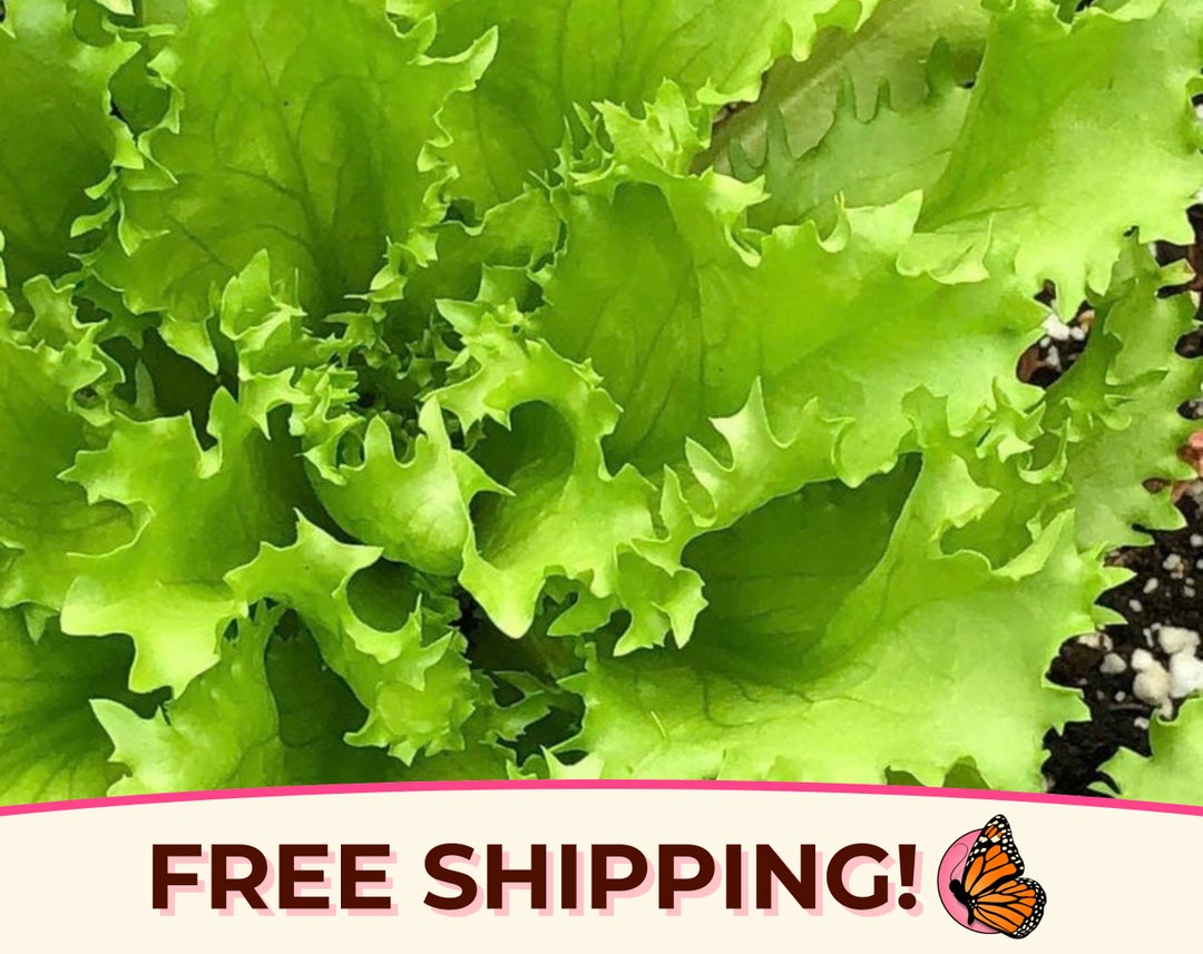 thumbnail image 2 of Batavian Full Heart Escarole Seeds – 300+ Heirloom Endive Seeds, Ohio Heirloom Seeds 2 of 5