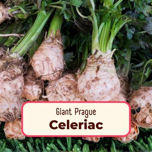 10400+ Celeriac Seeds 'Giant Prague' | Non-GMO, Heirloom Vegetable Gardening Plant Seed Packet, Celery Root, Apium graveolens var. rapaceum