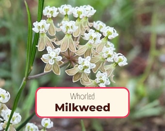 85+ Whorled Milkweed Seeds | Native Perennial Wildflower, Flowering Plant for Monarch Butterfly, Asclepias verticillata, Horsetail Milkweed