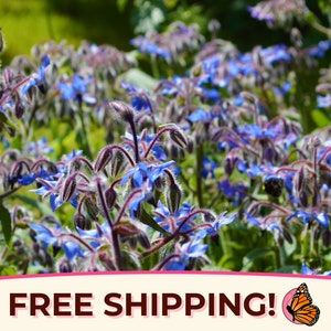 300+ Borage Seeds | Non-GMO, Heirloom, Wildflower Garden Seed for Pollinator Bees and Butterfly, Herb Seed, Star Flower, Borago officinalis