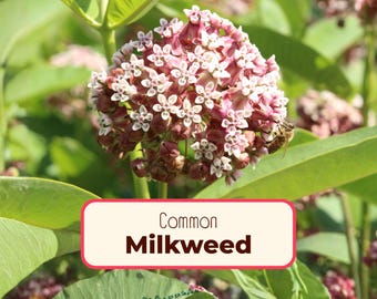 425+ Common Milkweed Seeds | (Asclepias Syriaca) Native Perennial Wildflower Garden Plant Seed Packet for Pollinator Monarch Butterflies
