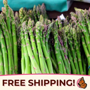 225+ Asparagus Seeds &#39;Mary Washington&#39; | Non-GMO, Heirloom, Perennial Vegetable, Plant Seed Packet, Survival Garden, Asparagus officinalis