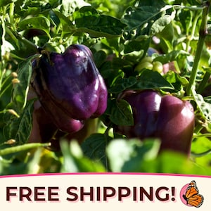 100+ Sweet Purple Pepper Seeds &#39;Purple Beauty&#39; | Heirloom, Non-GMO, Vegetable Gardening Seed Packet for Growing Plants, Capsicum annuum
