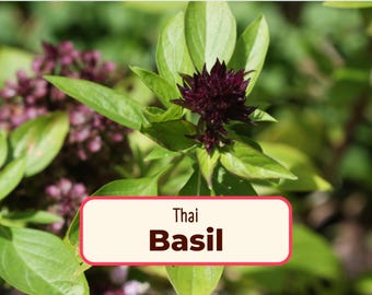 1800+ Thai Basil Herb Seeds | Heirloom, Non-GMO, Asian Herb Gardening Seed Packet for Growing Plants, Ocimum basilicum var. thyrsiflora