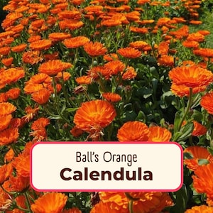 400+ Calendula Seeds | Annual Flower Gardening Seed Packet for Pollinator Butterflies & Bees, Skin Salve Balms, Calendula officinalis