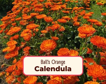 400+ Calendula Seeds | Annual Flower Gardening Seed Packet for Pollinator Butterflies & Bees, Skin Salve Balms, Calendula officinalis