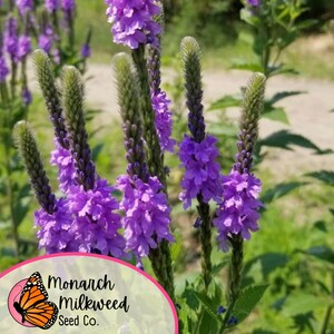 Op de afbeelding: Paarse verbena bloemen in bloei. De bloemen zijn gerangschikt in trossen op lange stelen. De bloemen zijn een levendige paarse kleur en hebben een delicate, vederachtige textuur. De achtergrond is een wazig groen en bruin.