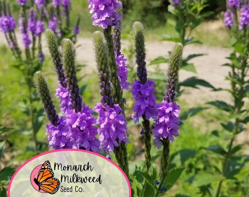 Op de afbeelding: Paarse verbena bloemen in bloei. De bloemen zijn gerangschikt in trossen op lange stelen. De bloemen zijn een levendige paarse kleur en hebben een delicate, vederachtige textuur. De achtergrond is een wazig groen en bruin.