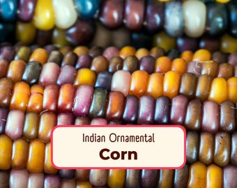 80+ Multicolor Corn Seeds 'Indian Ornamental' | Non-GMO, Heirloom, Open-Pollinated, Vegetable Gardening Seed, Zea mays, Maize, USA GROWN