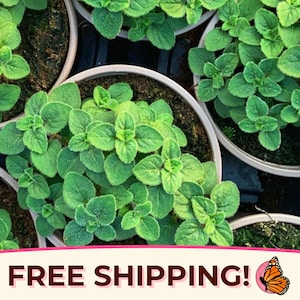5250+ Oregano Seeds &#39;Italian&#39; | Heirloom, Non-GMO, Culinary Herb Garden Plant Seed Packet for Homestead Farms, Origanum vulgare