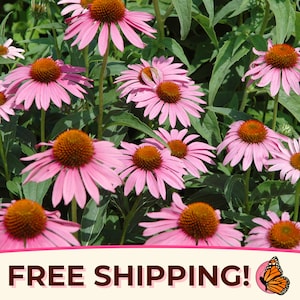 775+ Purple Echinacea Seeds | Native Perennial Wildflower Seed for Flower Gardens, Butterflies & Bees, Echinacea purpurea, Purple Coneflower