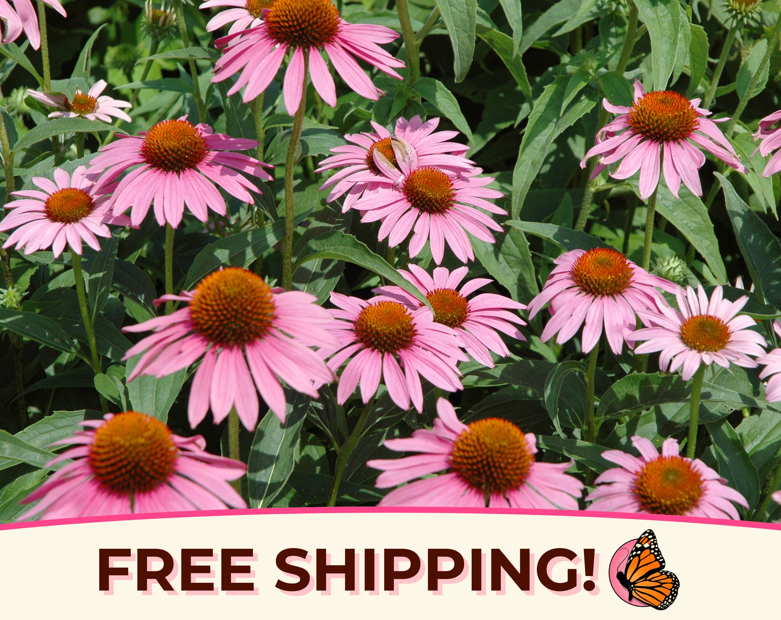 775+ Purple Echinacea Seeds | Native Perennial Wildflower Seed for Flower Gardens, Butterflies & Bees, Echinacea purpurea, Purple Coneflower