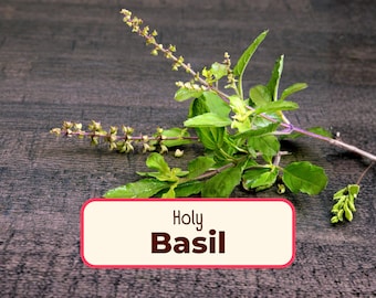 2700+ Holy Basil Seeds 'Green Leaf' | Heirloom, NonGMO, Rare Herb Seed Packet, Container Gardening, Tulsi, Ocimum tenuiflorum