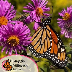 May include: A monarch butterfly with orange and black wings is perched on a purple flower. The flower has a yellow center and is surrounded by other purple flowers. The butterfly is in focus, while the flowers are slightly blurred in the background. The image is taken outdoors in a garden setting.