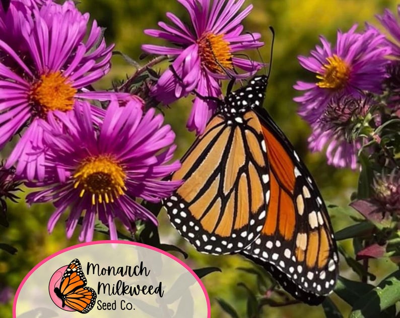 May include: A monarch butterfly with orange and black wings is perched on a purple flower. The flower has a yellow center and is surrounded by other purple flowers. The butterfly is in focus, while the flowers are slightly blurred in the background. The image is taken outdoors in a garden setting.