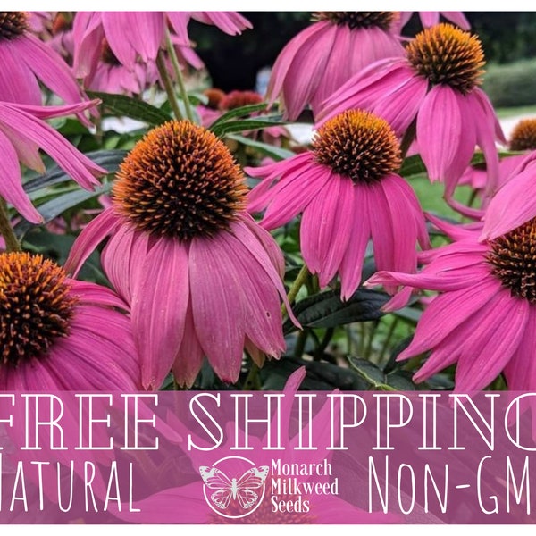 775+ Purple Echinacea Seeds | Native Perennial Wildflower Seed for Flower Gardens, Butterflies & Bees, Echinacea purpurea, Purple Coneflower