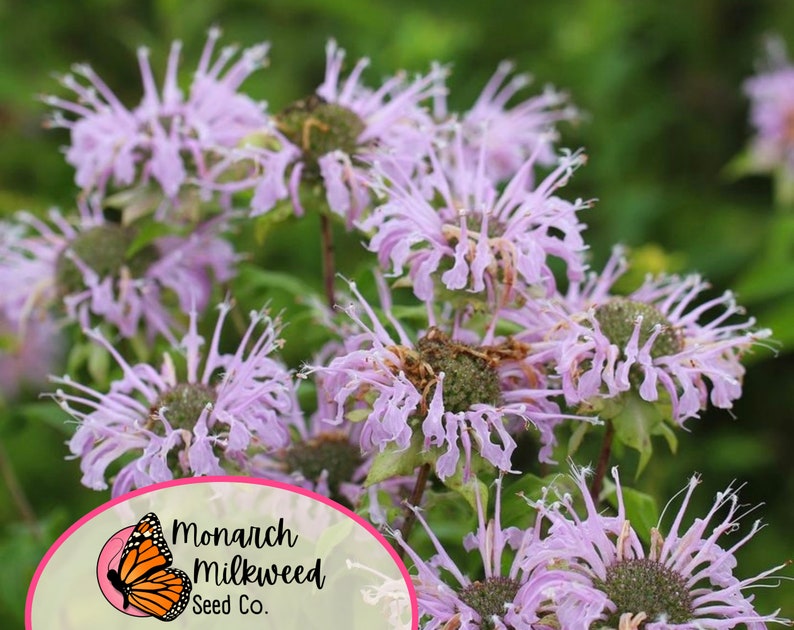 MonarchMilkweedSeeds Wild Bergamot Bee Balm Seeds - Thumbnail 2